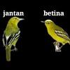 Burung falk muda jantan dan betina memang terlihat sama, sehingga cukup sulit untuk membedakan jantan dan betina. 1