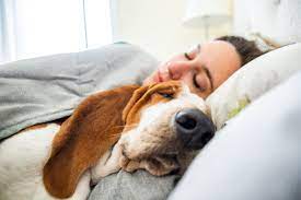 犬はなぜ『腕枕』か好きなの？飼い主の腕枕で寝る理由5選 | わんちゃんホンポ
