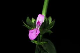 Image result for Dicliptera carvalhoi