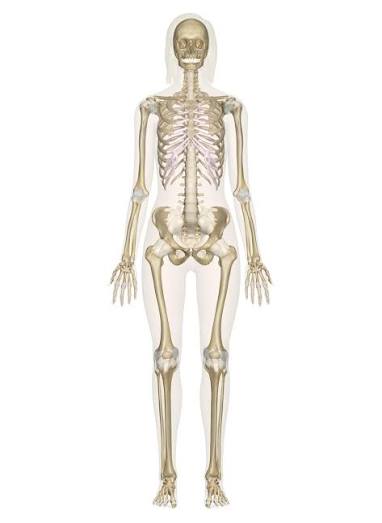 Interactive Guide to the Skeletal System | Innerbody