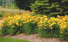 Pin On Perennials