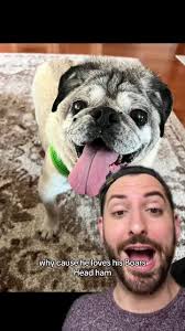 #greenscreen all hail the Cold Cut King!! #pug #adoptdontshop