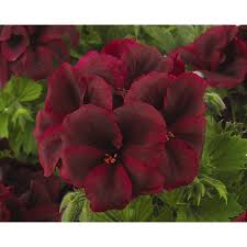 Image result for Geranium vagans