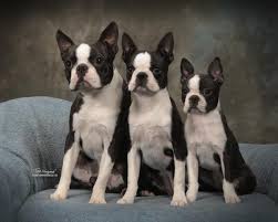 Known as the little american gentleman friendly: Circle J S Boston Terriers Breeder Puppy For Sale Breeding Puppies Show Quality