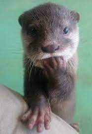 Pin By Ella Smee On Otters Cute Animals Cute Baby Animals Baby Animals