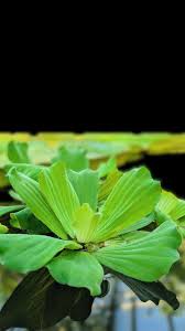 Image result for Pistia