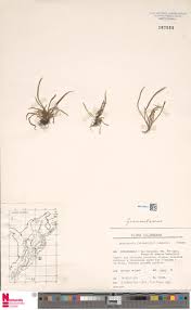 Image result for Lellingeria