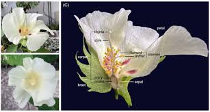 Image result for Craterostigma hirsutum