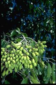 Image result for Maranthes