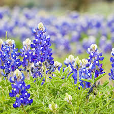 Texas Bluebonnet Seeds In 2020 Blue Bonnets Texas Bluebonnets Texas Bluebonnets Art