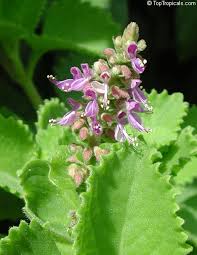 Image result for Coleus amboinicus