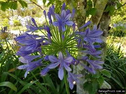 Shop our range of annual flowers at warehouse prices from quality brands. Buy Agapanthus Purple Cloud Plants Agapanthus Orientalis