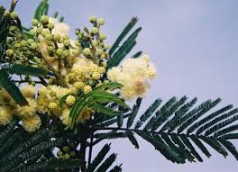 Image result for Acacia mearnsii