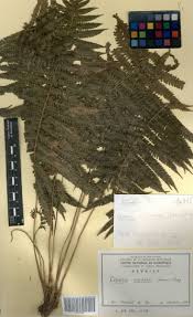 Image result for Ctenitis cirrhosa