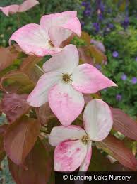 Image result for Cornus