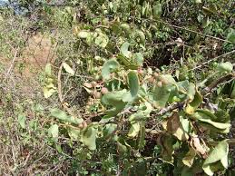 Image result for Cissus petiolata