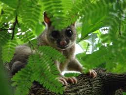 We offer the largest range of jigsaw puzzles for sale in australia, stocking over 3500 products and adding new titles weekly. Australian Possum Australian Possum Possum Jigsaw Puzzles Online