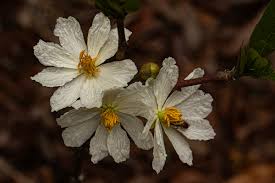 Image result for Caloncoba