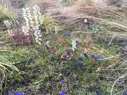 From 2005 the orchid hybrid list has been published four times per year as the. The Rhs Orchid Committee Pa Twitter Orchids From The Members Of The Rhs Orchid Committee Spiranthes Cernua Growing On A Green Roof Of The Garden Shed Along With Autumn Gentians And Cyclamen