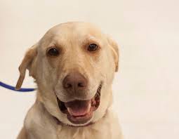 Is there an adoption fee for coco's heart? Adopt Cherokee On With Images Yellow Labrador Retriever Dog Adoption Labrador Retriever