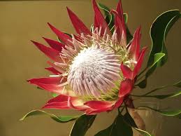 King Protea Flower Protea Art Protea Flower Protea