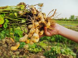 Check spelling or type a new query. How Do Peanuts Grow Growing Peanuts In A Home Garden