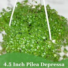 Image result for Pilea bambuseti