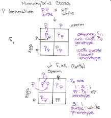 Mendel S Laws Mendelian Genetics Genetics Biology Teacher Biology