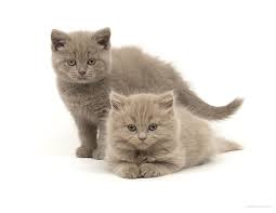 We did not find results for: Calvin Male Lilac British Shorthair L And Camille Female Fawn British Longhair R Both 8 Weeks Old C Cute Cats British Shorthair British Shorthair Cats