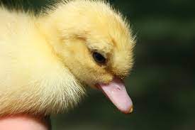 Our goal is to have an abundance of free knowledge and information concerning duck care: How To Raise Muscovy Ducklings Dear Juneberry