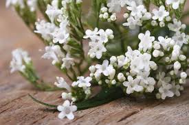Valerian Medical Herbs Medical Medium Herbs