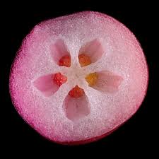 Image result for Pteronia mucronata