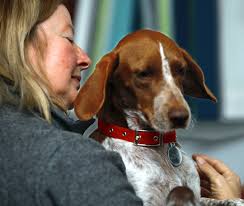 GUN DOGS (SUCH AS POINTERS) AND OTHER DOCKED DOGS WILL BE BANNED FROM  ENTERING THE UK FOR RE-HOMING THIS WEEKEND, WE NEED YOUR HELP TO TRY AND  PREVENT THIS FROM HAPPENING. You