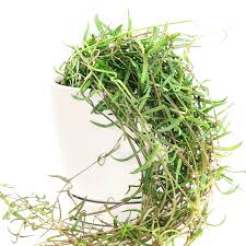 Image result for Ceropegia gracilior