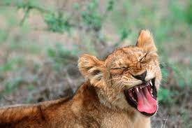 There are some funny pictures of animals with mustaches that will make you laugh or maybe do awww. 50 Funny Animal Pictures Cute Photos Of Wild Animals