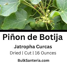 Image result for Jatropha curcas