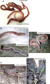 Pest control is best achieved with an integrated pest management plan using a range of biological, chemical, mechanical, physical or cultural control methods. Pesticides And Earthworms A Review Springerlink