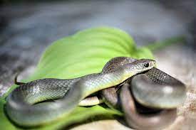 Yellow Bellied Racer By Kyle Findley Racer Reptiles And Amphibians Harmless Snakes