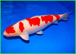 Ikan Koi Termahal Dan Berbagai Jenisnya Yang Kita Harus Tau Ikan Kolam Ikan Binatang