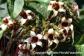 Image result for Strophanthus eminii