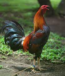 Check spelling or type a new query. Game Chicken Breeds List Of Fighter Fowl With Images