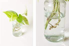 So, how to plant aglaonema? Plant Propagation For Beginners Plant Care Tips The Sill