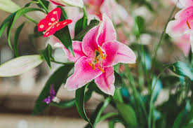 Check spelling or type a new query. Pink Lily Flower Creative Commons Bilder