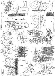 Image result for Megalastrum