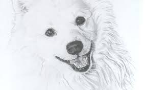 Black American Eskimo Dog Price White Dog By Miss Cake Custom Dog Art Dog Print Art Dog Art