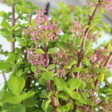 Image result for Aframomum wuerthii