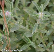 Image result for Syncolostemon elliottii
