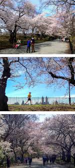 Check spelling or type a new query. Best Places To See Cherry Blossoms In Nyc Hello Little Home