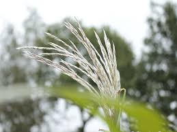 Das gras ist eine eindrucksvolle großstaude die als solitärpflanze im garten ihren platz finden sollte. Miscanthus Chinaschilf Giganteus Aksel Olsen Online Kaufen