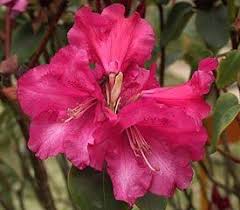 Plant Descriptions Partial Shade Plants Rhododendron Plant Rhododendron